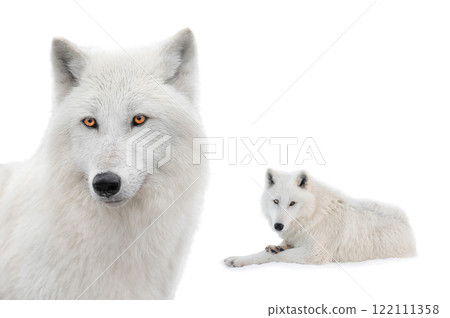 portrait polar white wolf isolated on white background. 122111358