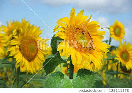 bee collects pollen from a sunflower bee collects pollen from a sunflower 122111378