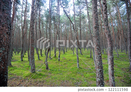 dancing forest on the Curonian Spit in Zelenogradsk dancing forest on the Curonian Spit in Zelenogradsk 122111598