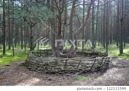 dancing forest on the Curonian Spit in Zelenogradsk dancing forest on the Curonian Spit in Zelenogradsk 122111599
