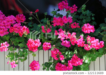 red flowers in flower beds decorative landscaping red flowers in flower beds decorative landscaping 122111689