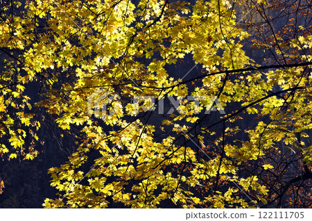 autumn leaves in Tsaritsyno Park 122111705