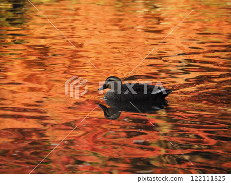 一隻鴨子漂浮在有秋葉的池塘上 一隻鴨子漂浮在有秋葉的池塘上 122111825