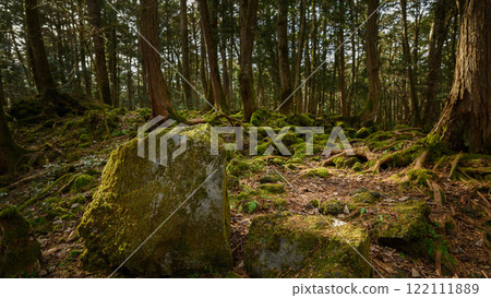 In the dim forest, Aokigahara Jukai 122111889
