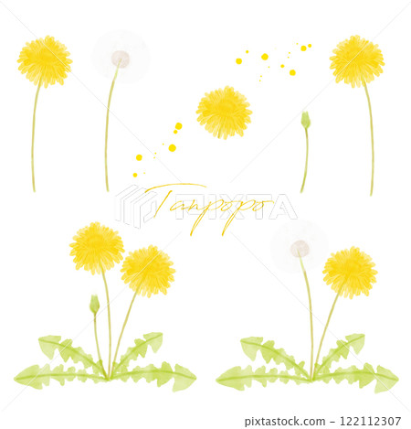 手繪水彩插圖的蒲公英 122112307