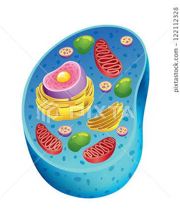 Animal cell anatomy infographics with detailed educative diagram and labelled elements realistic vector illustration 122112328