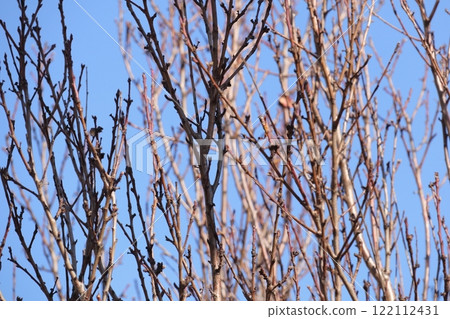 樹木在冬日的天空中蔓延 122112431