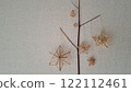 Scandinavian handicraft Himmeli, handmade from natural rye straw, laid out on tree branches 122112461