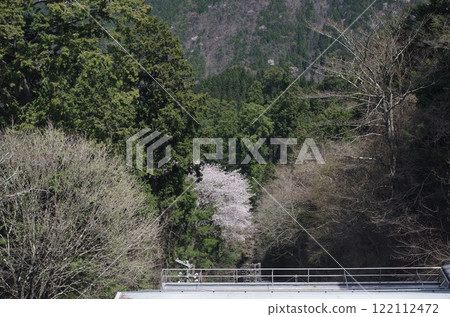 Spring scenery along the Nankai Koya Line 122112472