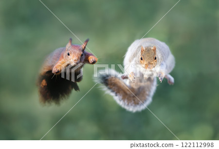 Close-up of red and grey squirrels jumping 122112998