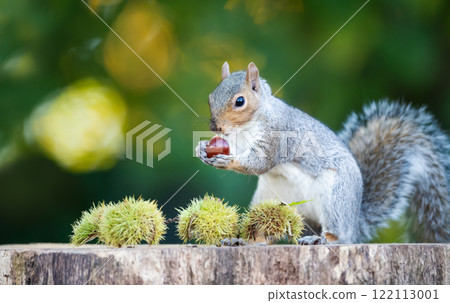 Grey squirrel eating sweet chestnut fruit on a tree stump in autumn 122113001