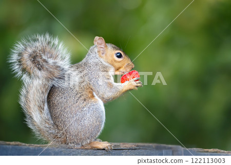 Grey squirrel holding strawberry on a garden fence 122113003