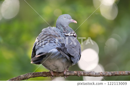 Wood pigeon perched on a tree branch against colourful background 122113009