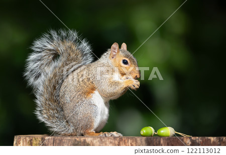 Portrait of a grey squirrel eating acorns on a tree stump in autumn 122113012