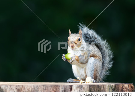 Grey squirrel eating acorn on a tree stump in autumn Grey squirrel eating acorn on a tree stump in autumn 122113013