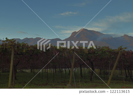 北斗市白州町的甲州葡萄即將收成的早晨葡萄園 122113615