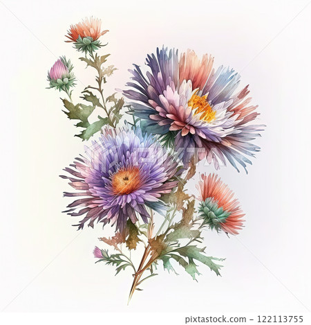Watercolor aster illustration on white background. Flower art. Watercolor aster illustration on white background. Flower art. 122113755
