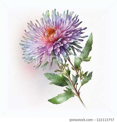 Watercolor aster illustration on white background. Flower art. Watercolor aster illustration on white background. Flower art. 122113757