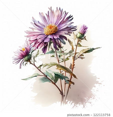 Watercolor aster illustration on white background. Flower art. Watercolor aster illustration on white background. Flower art. 122113758