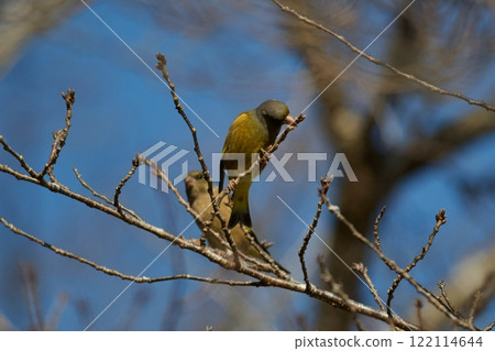 Kawarahiga 122114644