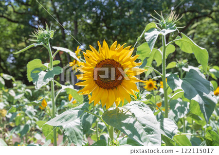 Koganei Park: Sunflowers and greenery under the scorching sun (Summer 2023)-3 122115017