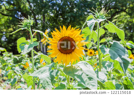 小金井公園 烈日下的向日葵與綠意（2023年夏季）-2 122115018