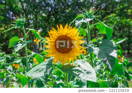 Koganei Park: Sunflowers and greenery under the scorching sun (Summer 2023)-4 122115019