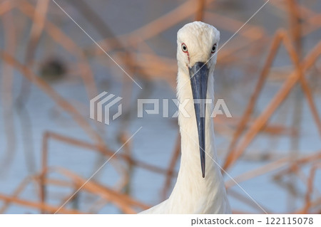 Front view of a stork feeding in a lotus root field Front view of a stork feeding in a lotus root field 122115078
