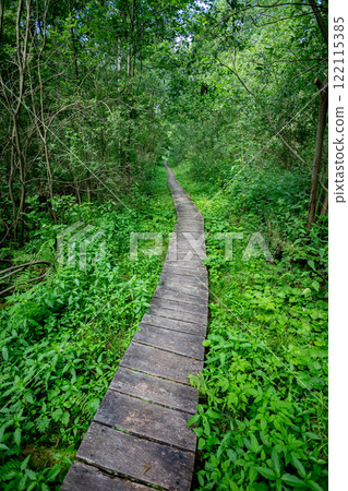 A Serene Wooden Path That Winds Through A Lush Green Forest Filled With Life And Beauty A Serene Wooden Path That Winds Through A Lush Green Forest Filled With Life And Beauty 122115385