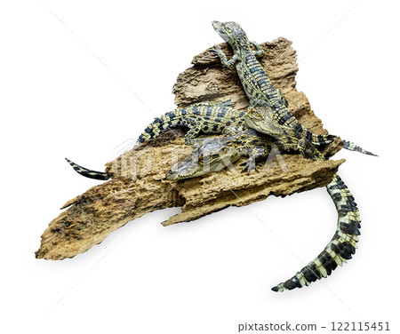 Top view of Rear view of a Thai baby crocodile with its long in the foreground, focus selective Top view of Rear view of a Thai baby crocodile with its long in the foreground, focus selective 122115451