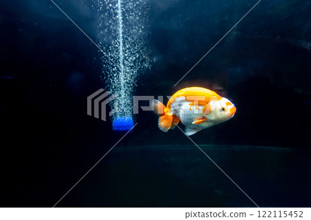 goldfish in fresh water aquarium , focus selective goldfish in fresh water aquarium , focus selective 122115452