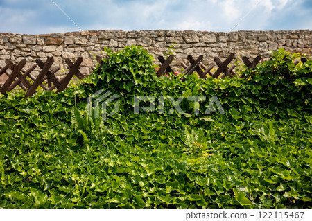 A Beautiful Lush Green Ivy Thrives Against a Rustic Stone Wall That Evokes Natures Charm A Beautiful Lush Green Ivy Thrives Against a Rustic Stone Wall That Evokes Natures Charm 122115467