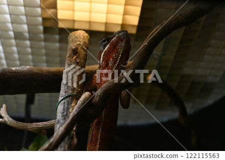 變色龍爬在樹枝上 122115563
