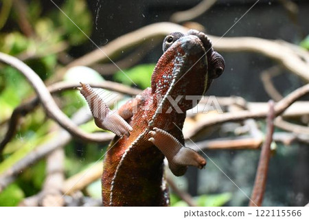 A charming chameleon 122115566