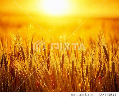 陽光下閃閃發光的麥田風景 陽光下閃閃發光的麥田風景 122115634