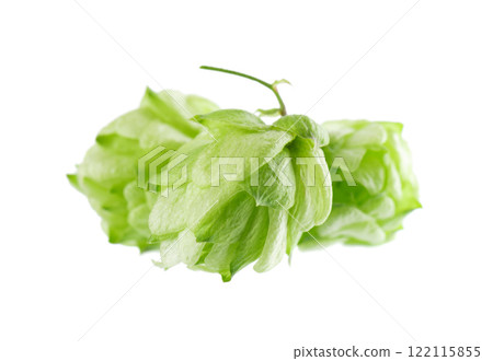 Fresh green hops branch, isolated on a white background. Hop cones with leaf. Organic Hop Flowers. Clipping path. Fresh green hops branch, isolated on a white background. Hop cones with leaf. Organic Hop Flowers. Clipping path. 122115855