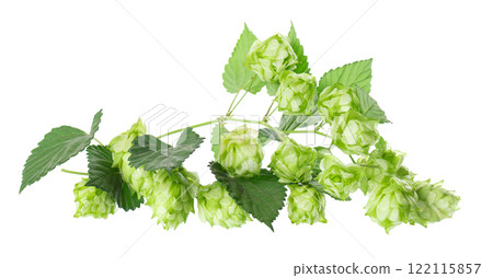Fresh green hops branch, isolated on a white background. Hop cones with leaf. Organic Hop Flowers. Clipping path. 122115857