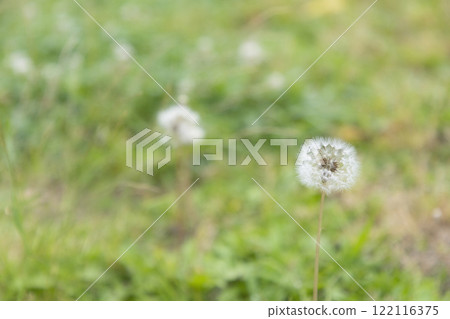 起毛 起毛 122116375