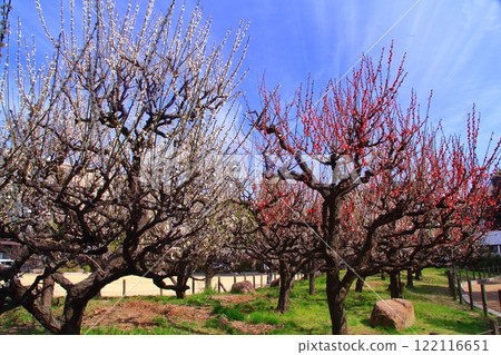 Plum blossoms in full bloom (Amagasaki, Hyogo Prefecture) Umenoki Park 122116651