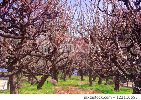 Plum blossoms in full bloom (Amagasaki, Hyogo Prefecture) Umenoki Park 122116653