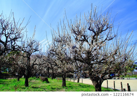梅之公園盛開的梅花（兵庫縣尼崎市） 122116674