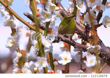 Japanese white-eye sucking nectar (Amagasaki, Hyogo Prefecture) Umenoki Park 122116678
