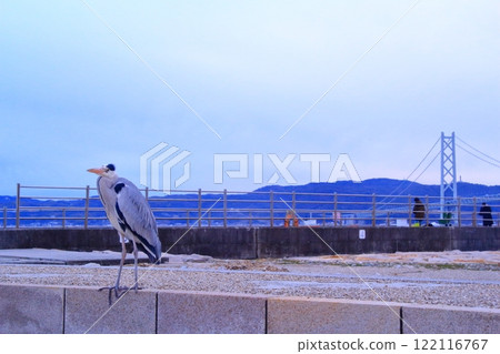 Grey heron (Kobe City, Hyogo Prefecture) on Akashi Kaikyo Bridge 122116767