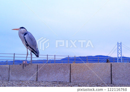 Grey heron (Kobe City, Hyogo Prefecture) on Akashi Kaikyo Bridge 122116768
