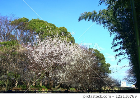 Agricultural Park (Amagasaki City, Hyogo Prefecture) Plum Grove 122116769