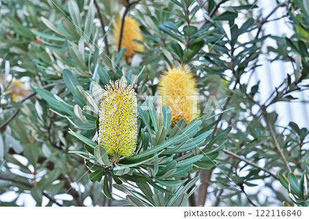 Yellow Banksia integrifolia flower (winter, January) Yellow Banksia integrifolia flower (winter, January) 122116840