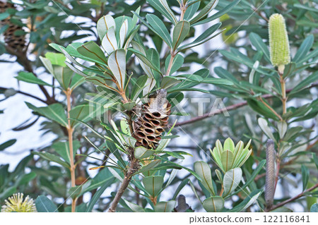 Brown Banksia integrifolia fruit (winter, January) Brown Banksia integrifolia fruit (winter, January) 122116841