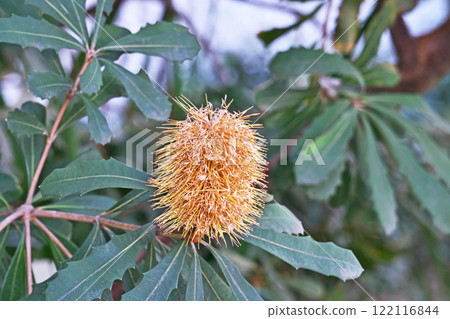 Yellow Banksia integrifolia flower (winter, January) Yellow Banksia integrifolia flower (winter, January) 122116844
