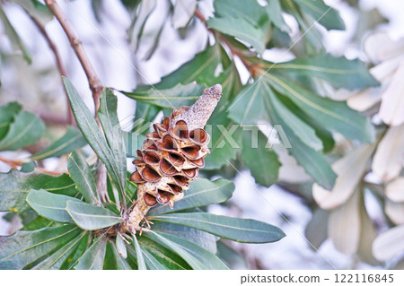 Brown Banksia integrifolia fruit (winter, January) Brown Banksia integrifolia fruit (winter, January) 122116845