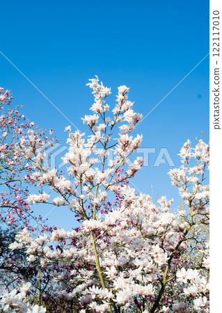 A white magnolia tree in full bloom with a hint of reddish purple under a bright blue sky at Kew Gardens on the outskirts of London 122117010